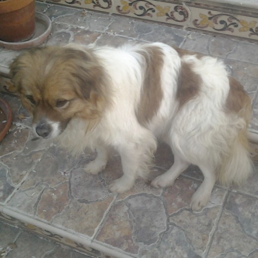 Kenny, el día que le adoptamos, observando su nueva casa.